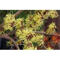 Hamamelis intermedia'Pallida' 