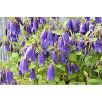Campanula'Purple Sensation'