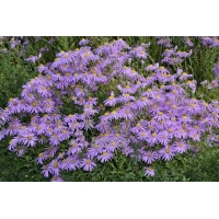 Aster amellus'Sonia' 