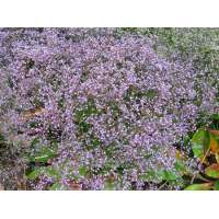 Limonium latifolium'Blauer Diamant'