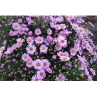 Aster dumosus'Anneke'