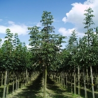 Fraxinus angustifolia'Raywood' 