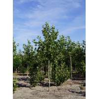 Platanus hispanica'Pyramidalis' 