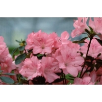 Azalea japonica'Blaauw's Pink' 