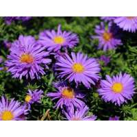Aster dumosus'Augenweide
