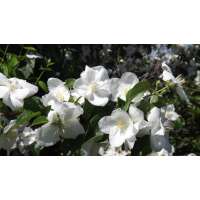 Philadelphus'Natchez' 