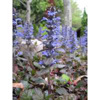 Ajuga reptans 