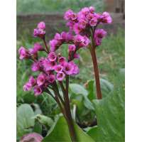 Bergenia cordifolia'Hebrstblüte'