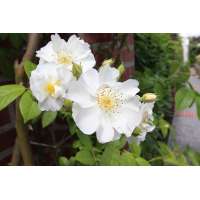 Rosa'Bobby James'