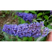 Buddleja davidii'Ellen's Blue' 