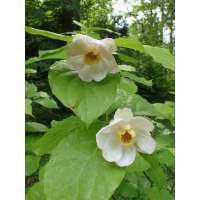 Calycanthus chinensis 