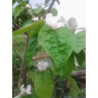 Cydonia oblonga'Leskovacka' 