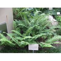 Dryopteris cycadina