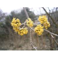 Cornus mas'Kasaniak' 