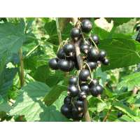 Zwarte bes (Ribes nigrum) 