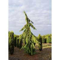 Chamaecyparis nootkatensis'Pendula 