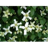 Clematis montana'Wilsonii' 