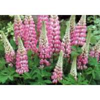 Lupinus'The Chatelaine'