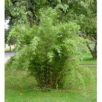 Fargesia denudata'Lancaster' 