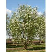 Prunus maackii'Amber Beauty' 