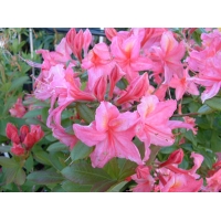 Azalea knaphill'Joly Madame' 