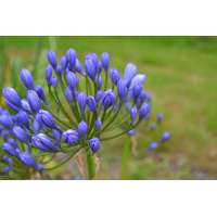Agapanthus'Flore Pleno' 