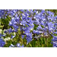 Agapanthus'Innsbruck' 