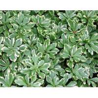 Pachisandra terminalis'Variegata'