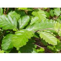 Sorbus intermedia'Brouwers' 