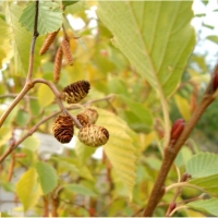 Alnus incana'Aurea' 