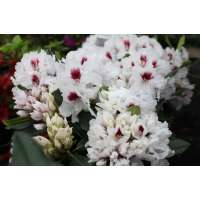 Rhododendron'Hachmann's Picobello' 