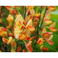 Cytisus'Apricot Gem' 