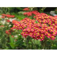 Achillea millefolium'New Vintage Red'