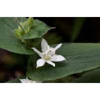 Tricyrtis hirta'Alba'