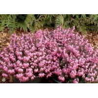 Erica carnea'Rubens Palette' 