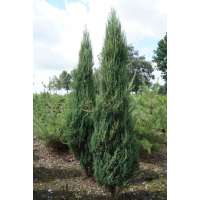 Juniperus scolopendrum'Blue Arrow' 