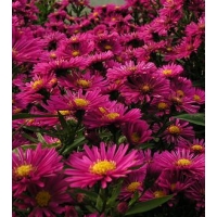 Aster dumosus'Jenny' 