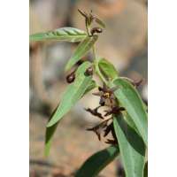 Vincetoxicum fuscatum