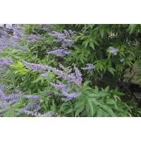 Vitex agnus-castus 