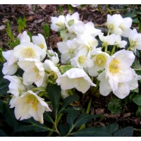 Helleborus niger 