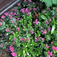 Rhododendron'Arends Favorit' 