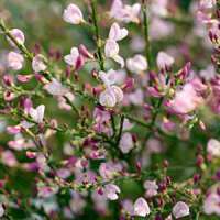 Cytisus scoparius'Moyclare Pink' 