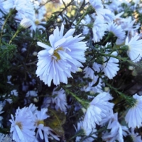 Aster novi-belgii'Porzellan'