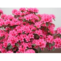 Azalea japonica'Silvester' 