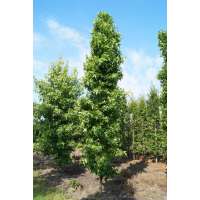 Liquidambar styraciflua'Slender Silhouette' 