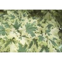 Acer platanoides'Drummondii' 