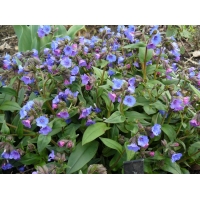 Pulmonaria angustifolia'Blue Ensign'