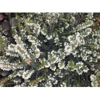 Erica darleyensis'White Perfection' 