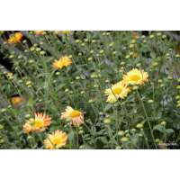 Dendranthema indicum'Dernier Soleil'