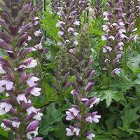 Acanthus'Morning Candle'